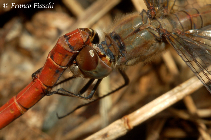 Scheda: Sympetrum striolatum